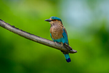 A beautifully Blue coloured Indian Roller Bird  sitting on a branch.