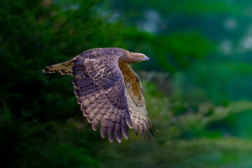 Honey Buzzard, an elegant large Raptor in Filght