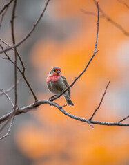 A beautiful bird is resting on a branch with a unique color.