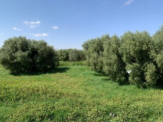 olive tree field