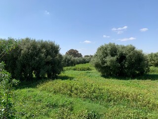 olive tree field