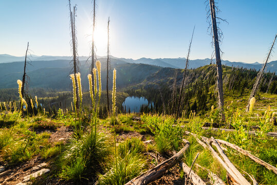 Beargrass Growing Years After Wildfire