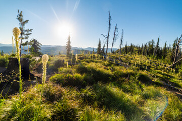Beautiful Regrowth After A Wildfire