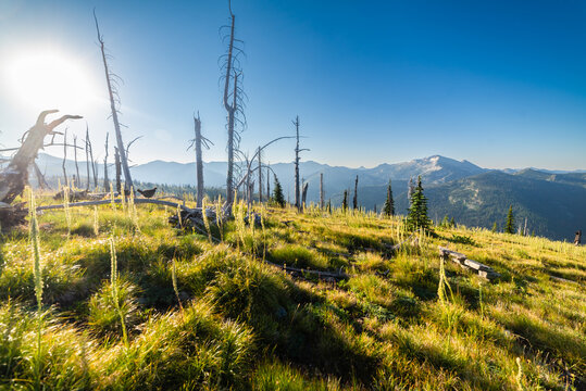 Alpine Grouse On A Snag