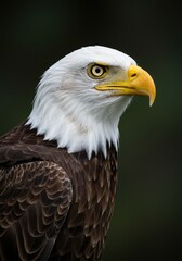 Portrait of a sea eagle with its unique white color