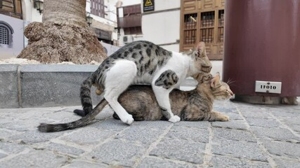 Two stray cats mating on a paved street in Jeddah, Saudi Arabia, surrounded by traditional buildings and a swaying palm tree, showcasing their natural instinct and behavior