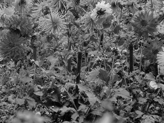 Dahlia plant in full bloom, tied to a sticks so that the plants does not collapse, blurred for- and background, A black and white photo ideal as a background