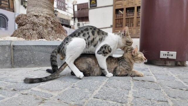 Two stray cats mating on a paved street in Jeddah, Saudi Arabia, surrounded by traditional buildings and a swaying palm tree, showcasing their natural instinct and behavior