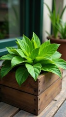 Wooden planter box filled with lush green plants , planters, flowers