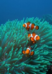 Beautiful nemo fish is playing looking for food near the sea anemone