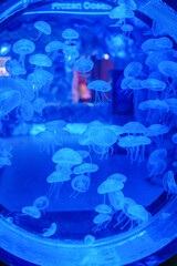 Mesmerizing view of the vibrant marine life inside The National Aquarium, Abu Dhabi