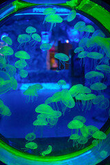 Mesmerizing view of the vibrant marine life inside The National Aquarium, Abu Dhabi