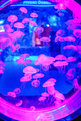 Mesmerizing view of the vibrant marine life inside The National Aquarium, Abu Dhabi