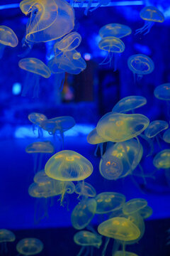 Mesmerizing view of the vibrant marine life inside The National Aquarium, Abu Dhabi