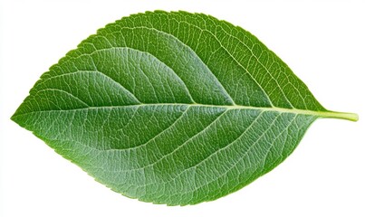 Obraz premium Close up of a single, vibrant green leaf with visible veins and texture, isolated on a white background.