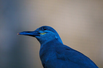 Grey bird at SeaWorld Abu Dhabi, highlighting its sleek plumage and elegant posture.