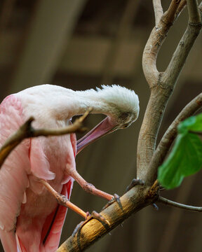 Roseate Spoonbill at SeaWorld Abu Dhabi, showcasing its vibrant pink plumage and distinctive spoon-shaped bill. 