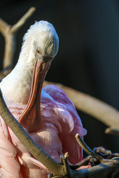 Roseate Spoonbill at SeaWorld Abu Dhabi, showcasing its vibrant pink plumage and distinctive spoon-shaped bill. 