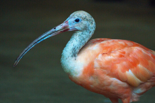Scarlet Ibis at SeaWorld Abu Dhabi