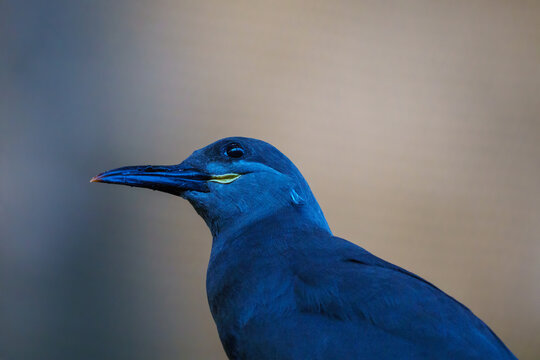 Grey bird at SeaWorld Abu Dhabi, highlighting its sleek plumage and elegant posture.