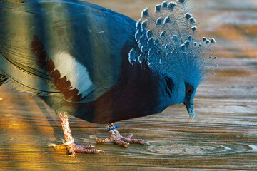 Blue Crowned Pigeon Portrait in a zoo