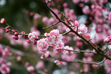 早春の梅の花