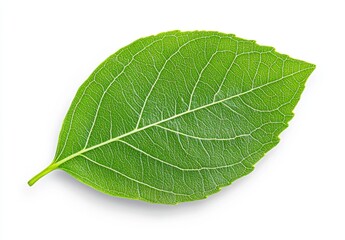 Single green leaf with visible veins, isolated on white background. Detailed macro photography showing leaf texture.