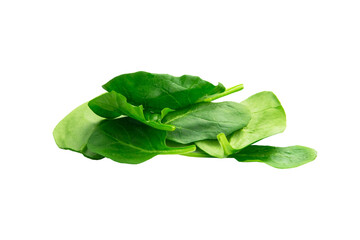 Szpinak, roślina, świeży, zielony. Bez tła, na białym tle.