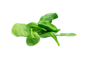 Szpinak, roślina, świeży, zielony. Bez tła, na białym tle.