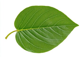 Close up of a single, vibrant green leaf isolated on a white background. The leaf exhibits detailed venation and a slightly textured surface.