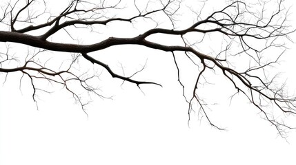 Fototapeta premium Bare tree branches against white background