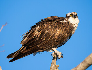 Perched osprey 