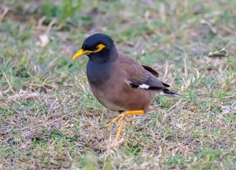 Common Myna bird in Flamingo 