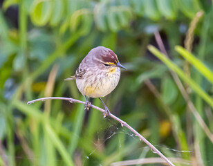 Palm Warbler perched on branch