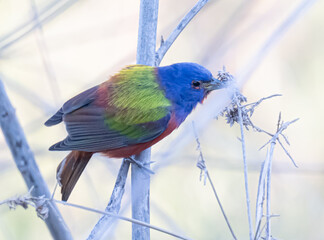 Painted bunting eating seeds