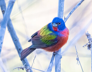 Painted bunting perched in a tree