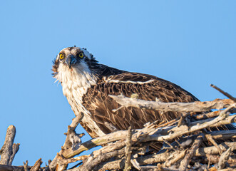 Osprey in nest