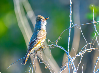 Great crested flycatcher
