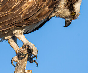 Osprey close up
