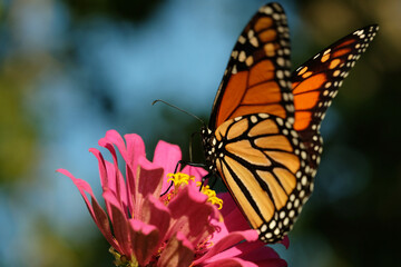 Monarch butterfly closeup during summer on zinnia flower in garden.