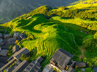 Fototapeta premium Wooden village houses and lush green rice terraces lit by golden morning light, Longji Rice Terraces