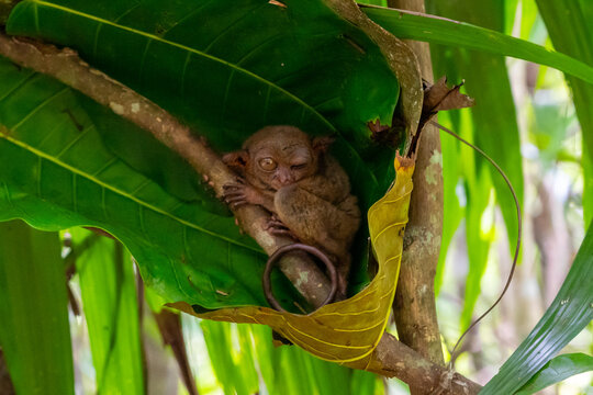 A Philippine tarsier (Carlito syrichta) on the tree at Philippine Tarsier Sanctuary in Corella, Bohol, Philippines. The Philippine tarsier is one of the smallest primates in the world. 