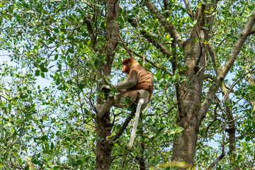 A male proboscis monkey or long-nosed monkey (Nasalis larvatus) sitting on a tree along the Brunei River in the mangrove in Brunei. The proboscis monkeys are one of the typical and exclusive species o