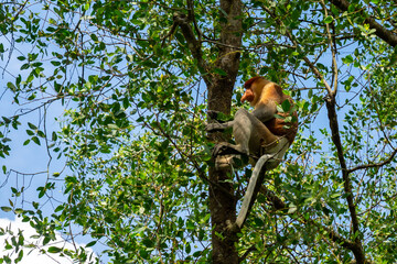 Fototapeta premium A male proboscis monkey or long-nosed monkey (Nasalis larvatus) sitting on a tree along the Brunei River in the mangrove in Brunei. The proboscis monkeys are one of the typical and exclusive species o