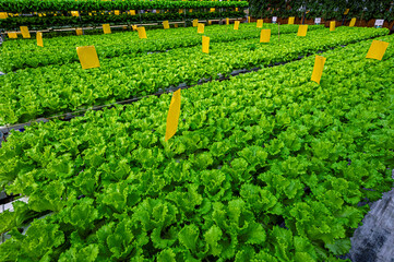 Lettuce grown in greenhouse in winter