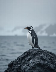 Obraz premium A penguin standing on a rock by the sea