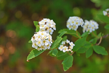 テマリシモツケ