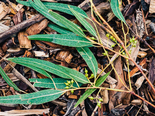 Eucalyptus leaves
