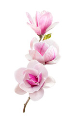 tender pink magnolia flowers isolated on transparent background