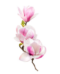 tender pink magnolia flowers isolated on transparent background